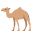 :dromedary_camel: